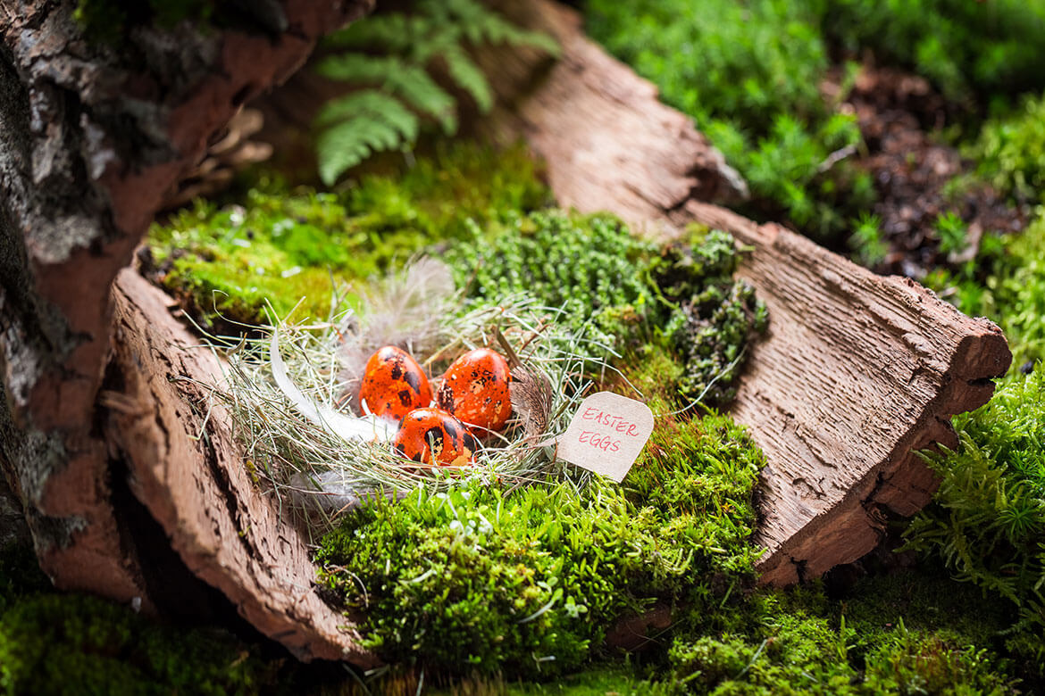 Rote Ostereier im Nest mit Federn